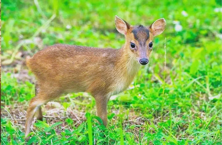 保護(hù)野生動(dòng)物 守護(hù)共同家園   ——福建金森成功救助國家"三有"保護(hù)動(dòng)物幼年山麂