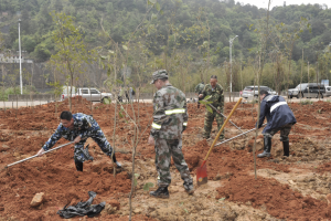 陽春三月雨，正是植樹好時節(jié)