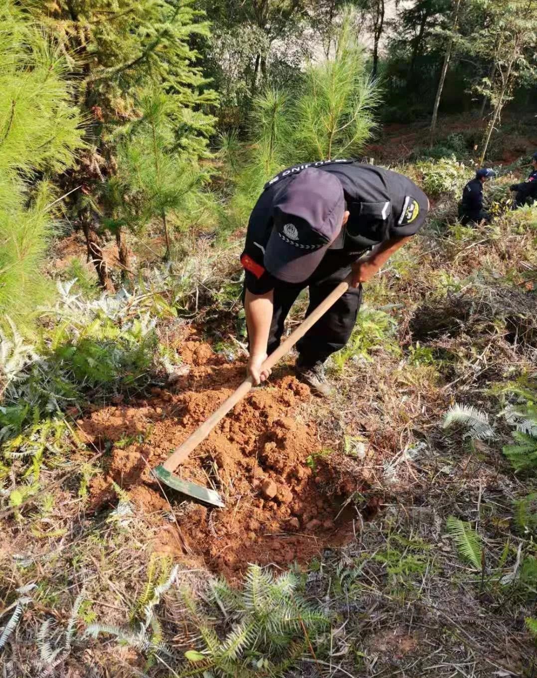 干好每一天|青山掛白我復(fù)綠，無(wú)私奉獻(xiàn)金森人——資源保護(hù)部義務(wù)突擊隊(duì)工作記實(shí)