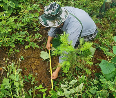 嚴把森林培育質(zhì)量關(guān)，譜寫資源培育新篇章