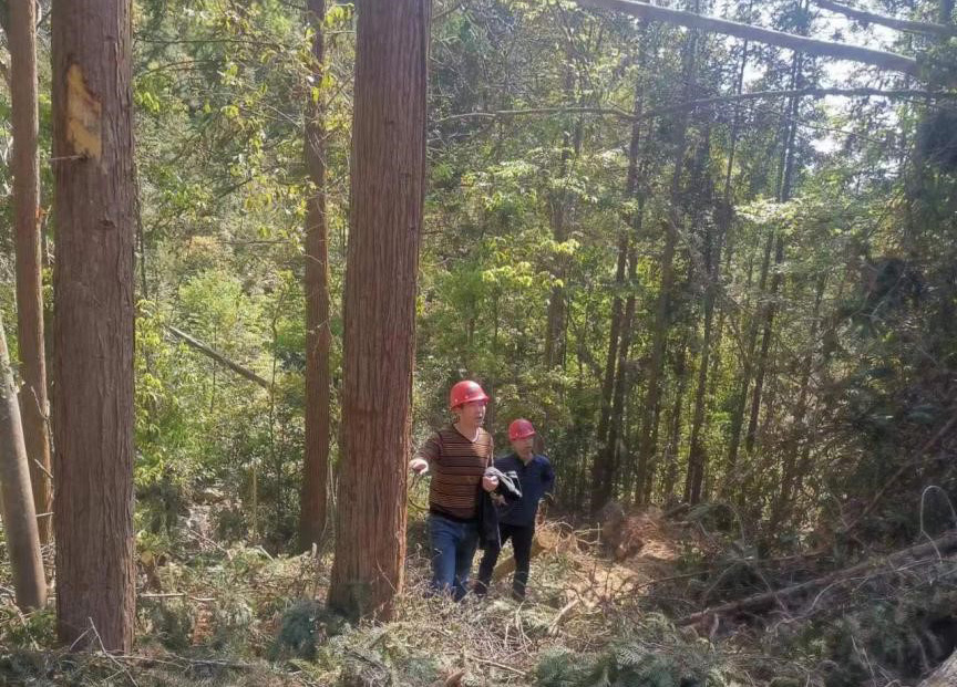 “兩節(jié)”前夕，“綠盾”行動——福建金森嚴(yán)格把關(guān)林木采伐施工